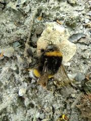 Bombus