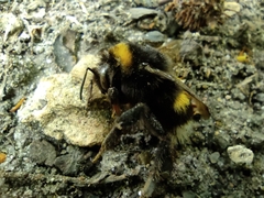 Bombus