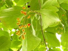 Celastrus paniculatus