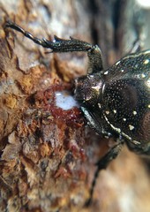 Protaetia orientalis