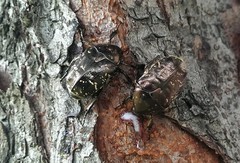 Protaetia orientalis