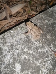 Bufo gargarizans