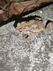 Bufo gargarizans