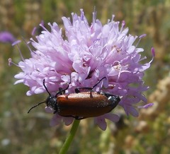 Lydus trimaculatus italicus
