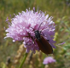 Lydus trimaculatus italicus