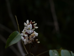 Derris heyneana