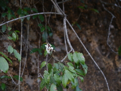 Derris heyneana