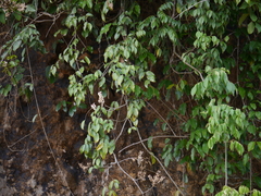 Derris heyneana