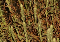 Pseudognaphalium ramosissimum