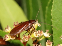 Parcoblatta americana