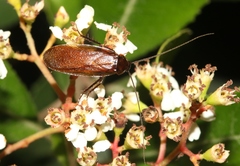 Parcoblatta americana