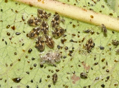 Corythucha incurvata