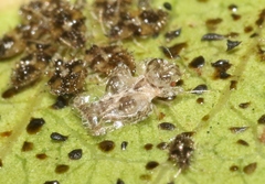 Corythucha incurvata