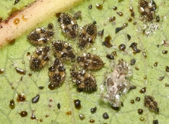 Corythucha incurvata