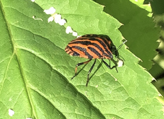Graphosoma italicum italicum