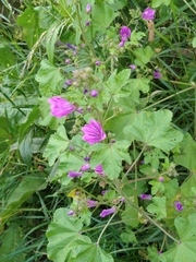 Malva sylvestris