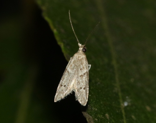 photo of Blastobasid Moths (Blastobasidae)