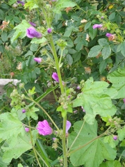 Malva sylvestris