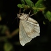 photo of (Macaria marcescaria)