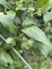 Euonymus europaeus