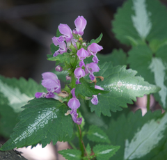 Lamium maculatum