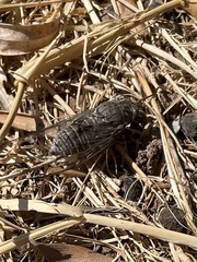 Cicada mordoganensis