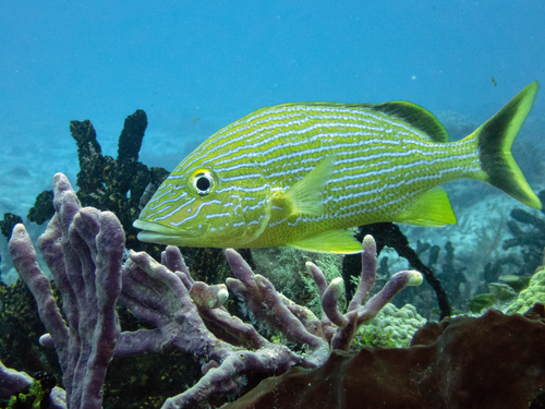 Bluestriped Grunt
