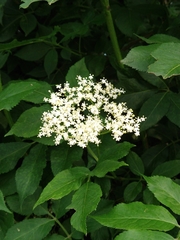 Sambucus nigra