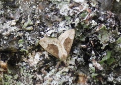 Hypena crassalis