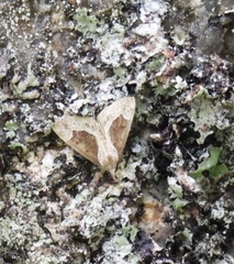 Hypena crassalis