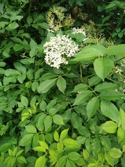 Sambucus nigra
