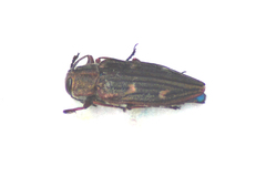 Chrysobothris chrysostigma