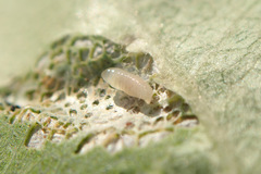 Phyllonorycter blancardella