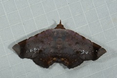 Mecodina albodentata