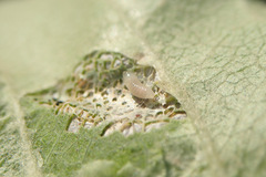 Phyllonorycter blancardella