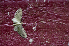 Brabira artemidora pallida