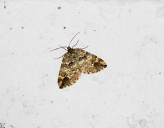 Enchoria lacteata