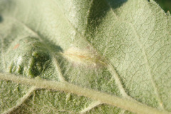 Phyllonorycter blancardella