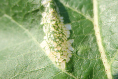 Phyllonorycter blancardella