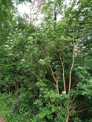 Sambucus nigra