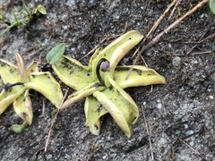 Pinguicula