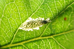 Phyllonorycter blancardella