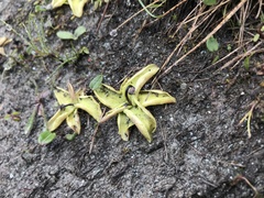 Pinguicula