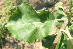 Phyllonorycter blancardella