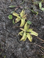Pinguicula