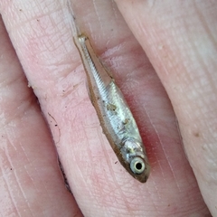 Leucaspius delineatus