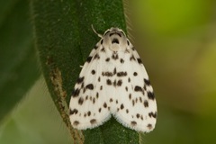 Aemene clarimaculata