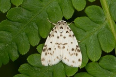 Aemene clarimaculata