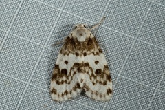 Aemene micromesozona