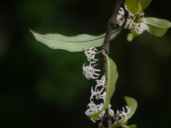 Chionanthus mala-elengi